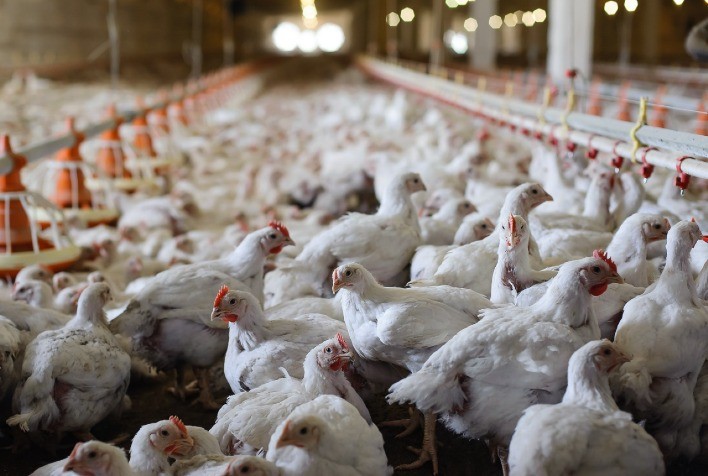 Em outubro, custo de produção do frango registrou a segunda alta do ano